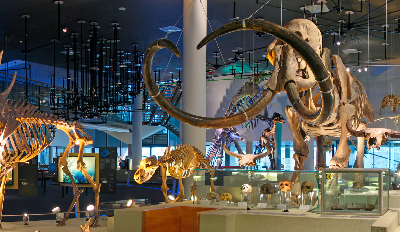 Dinosaurus museum naturalis biodiversity centre in Leiden
