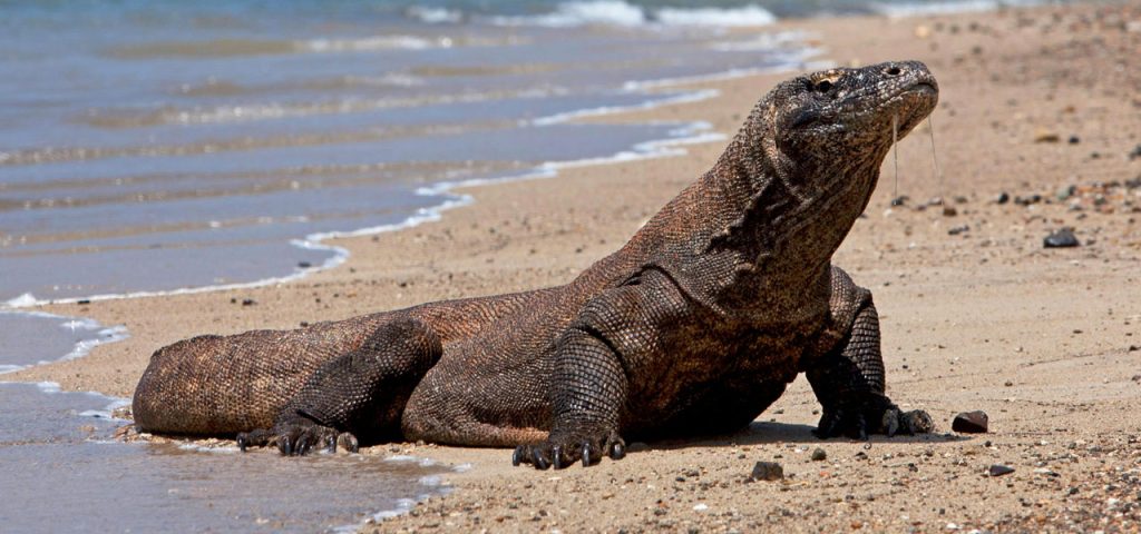 Varanus komodoensis