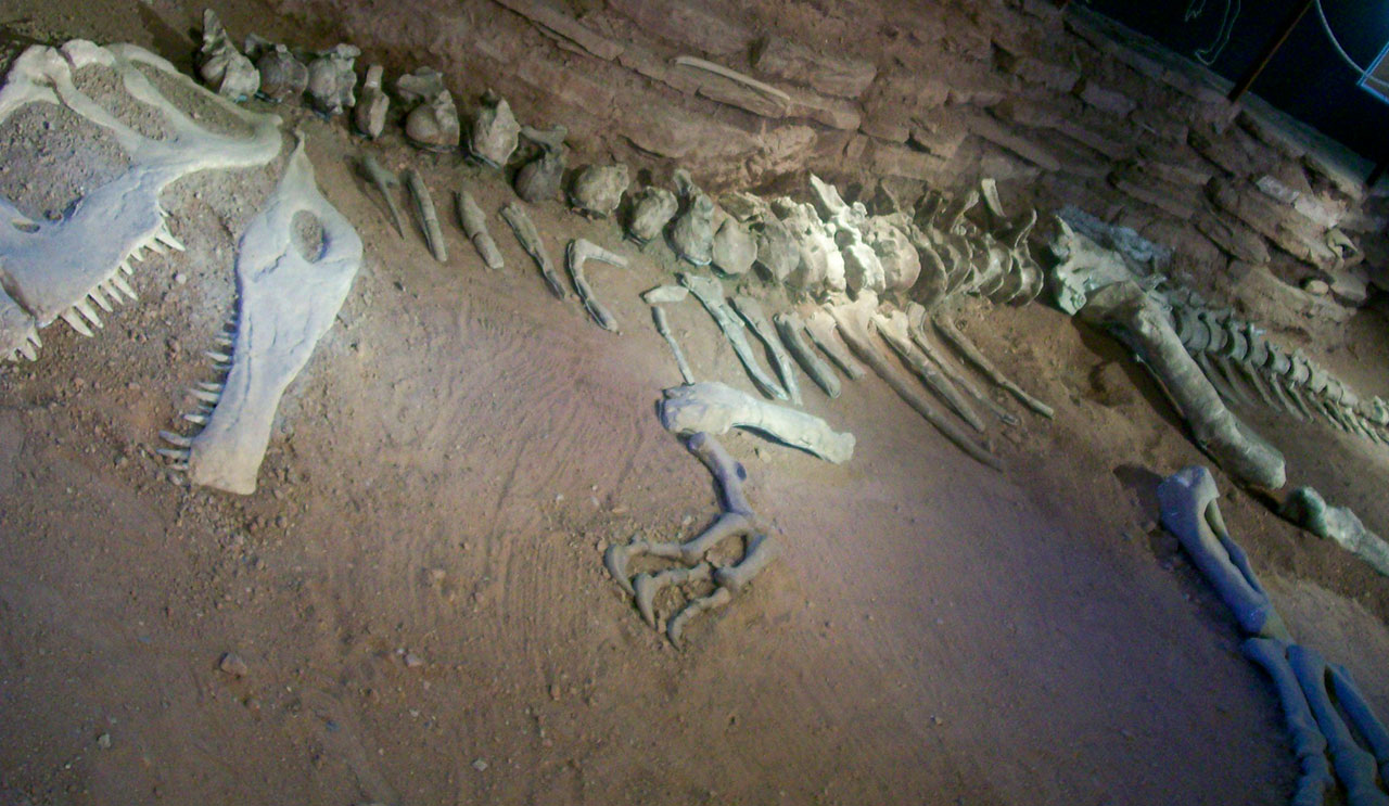 Alles over dinosaurusfossielen