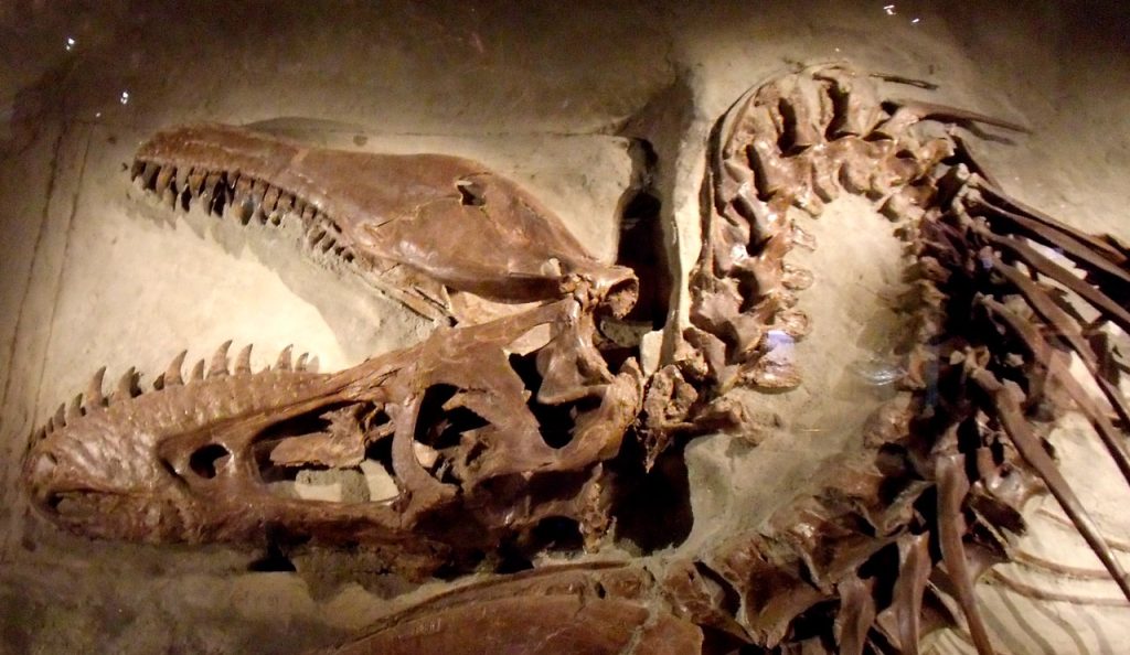 Dinosaurusfossiel