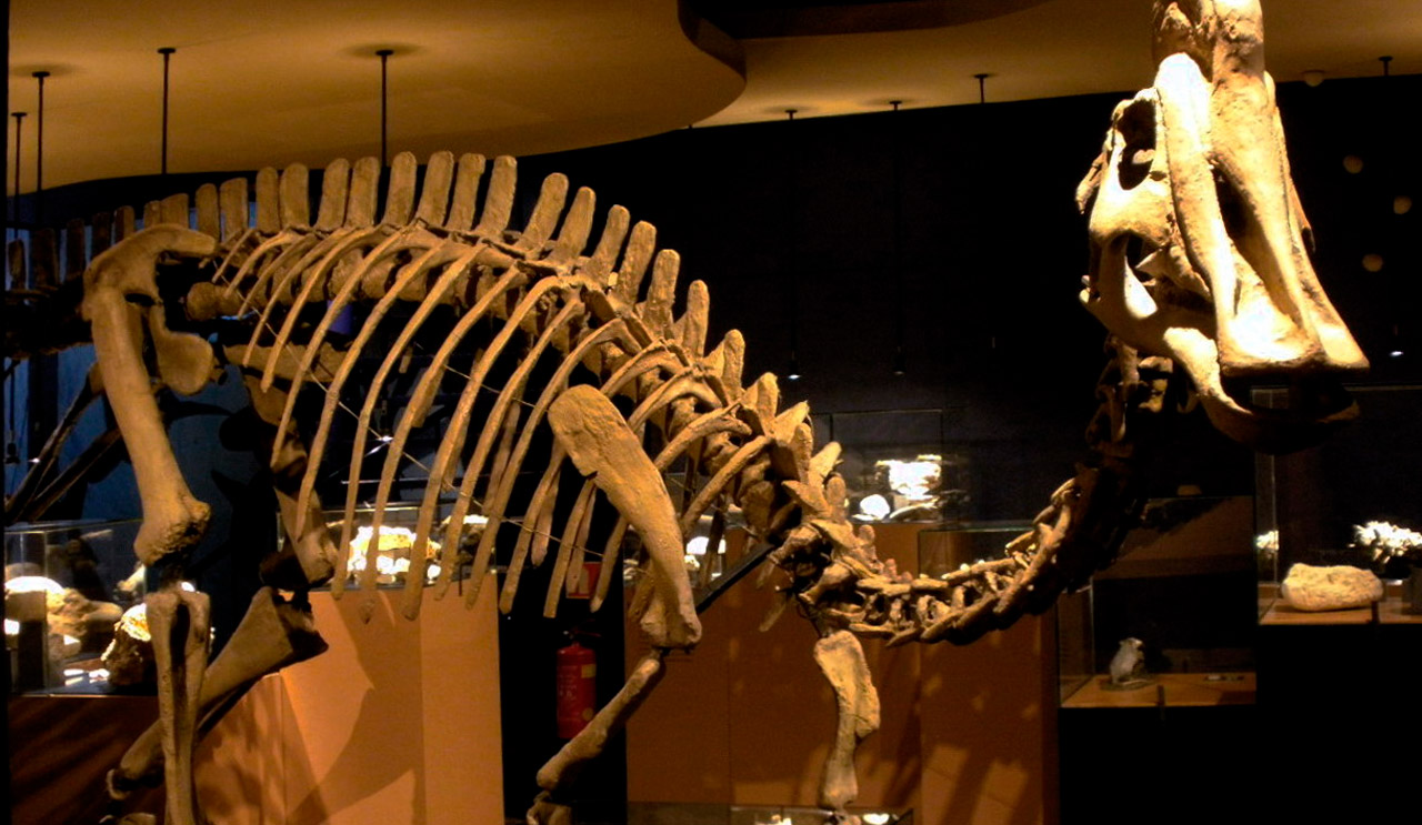 Natuurhistorisch Museum Maastricht