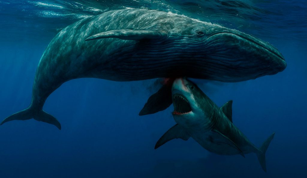 Megalodon versus walvis